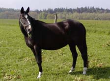 Sheeba